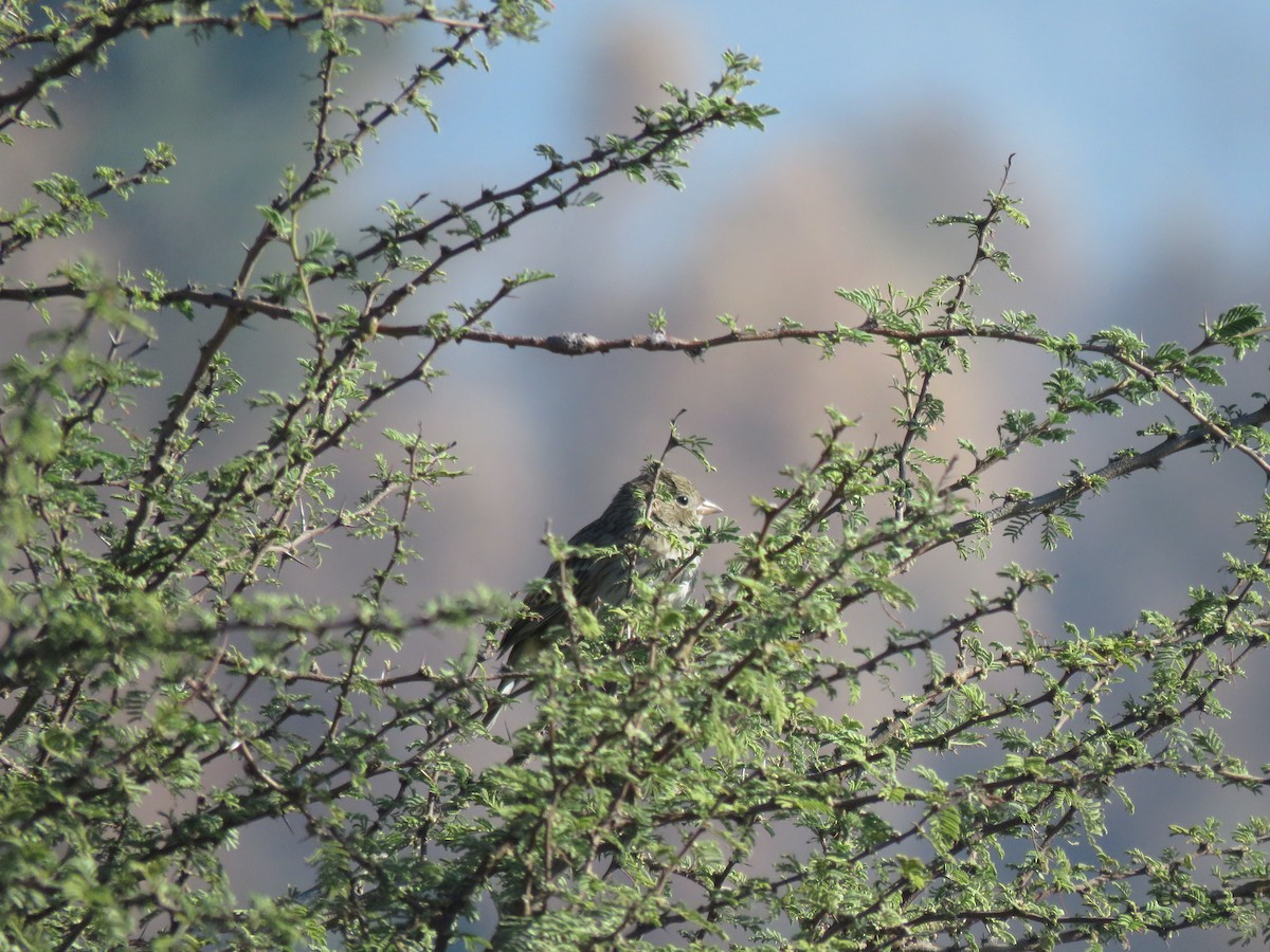 Band-tailed Sierra Finch - ML619890891