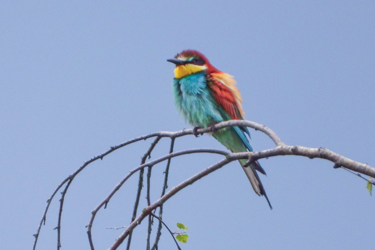 European Bee-eater - ML619890892