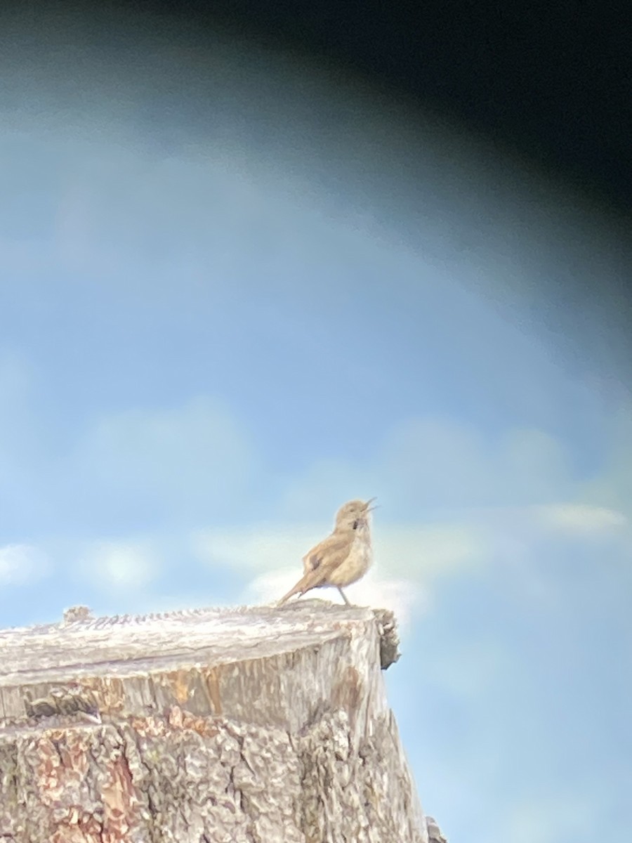 Rock Wren - ML619890903