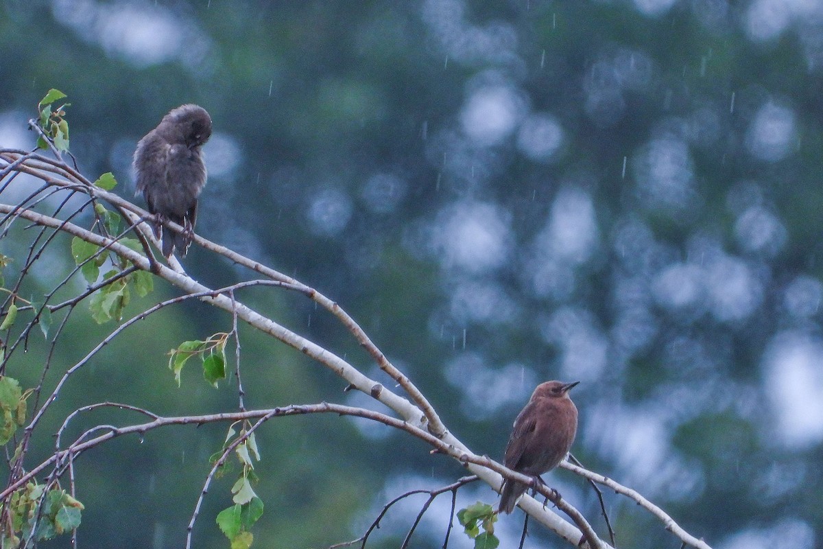 European Starling - ML619890927