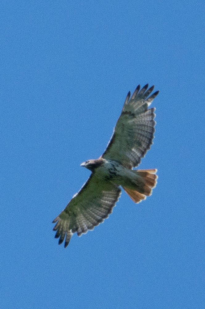 Red-tailed Hawk - ML619890935