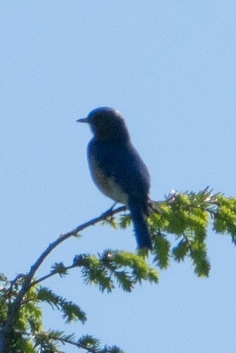 Eastern Bluebird - ML619890938