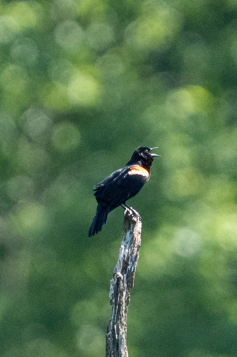 Red-winged Blackbird - ML619890946