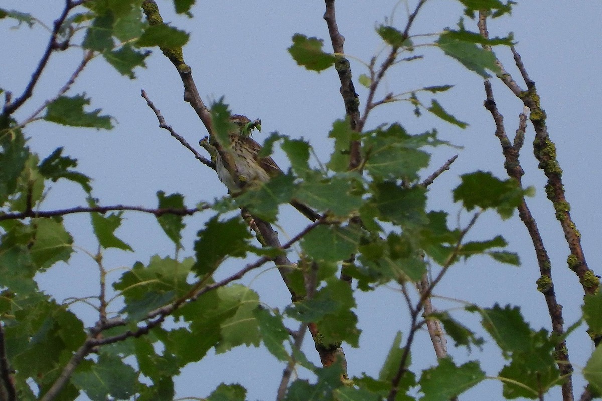 Tree Pipit - ML619890952