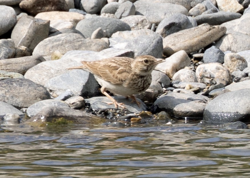 Crested Lark - ML619890980