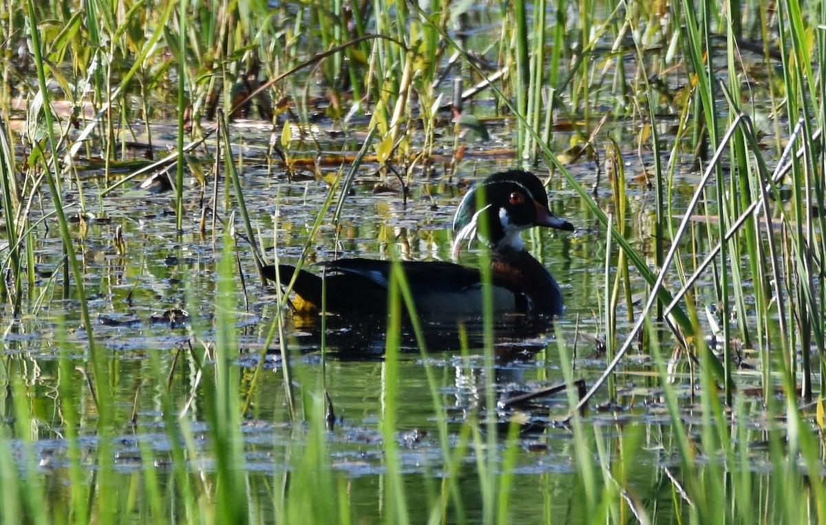 Wood Duck - ML619890987