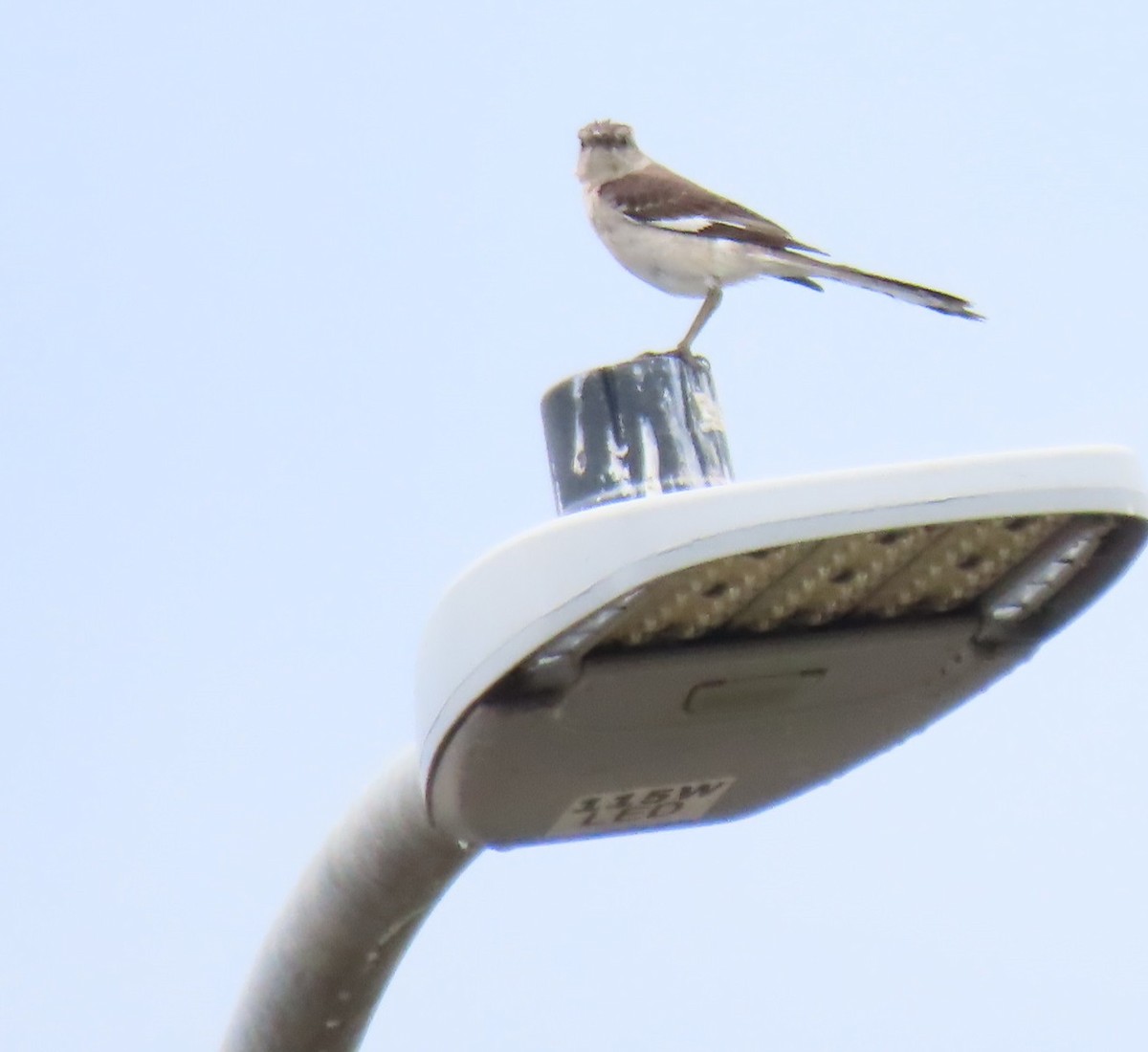 Northern Mockingbird - ML619891001