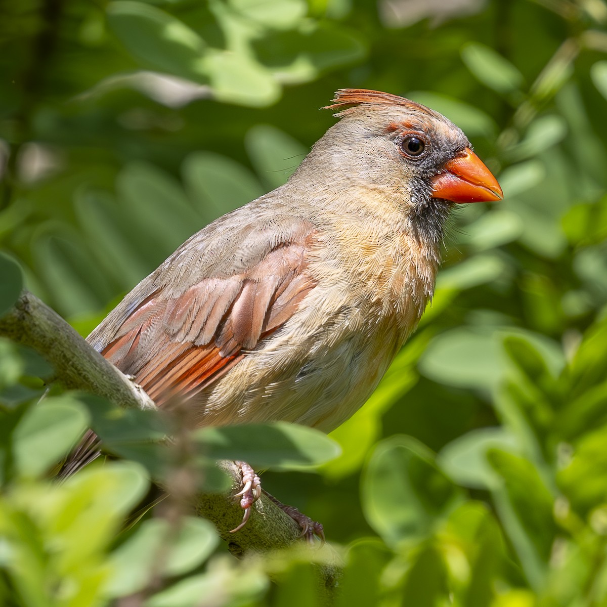 Cardinal rouge - ML619891011