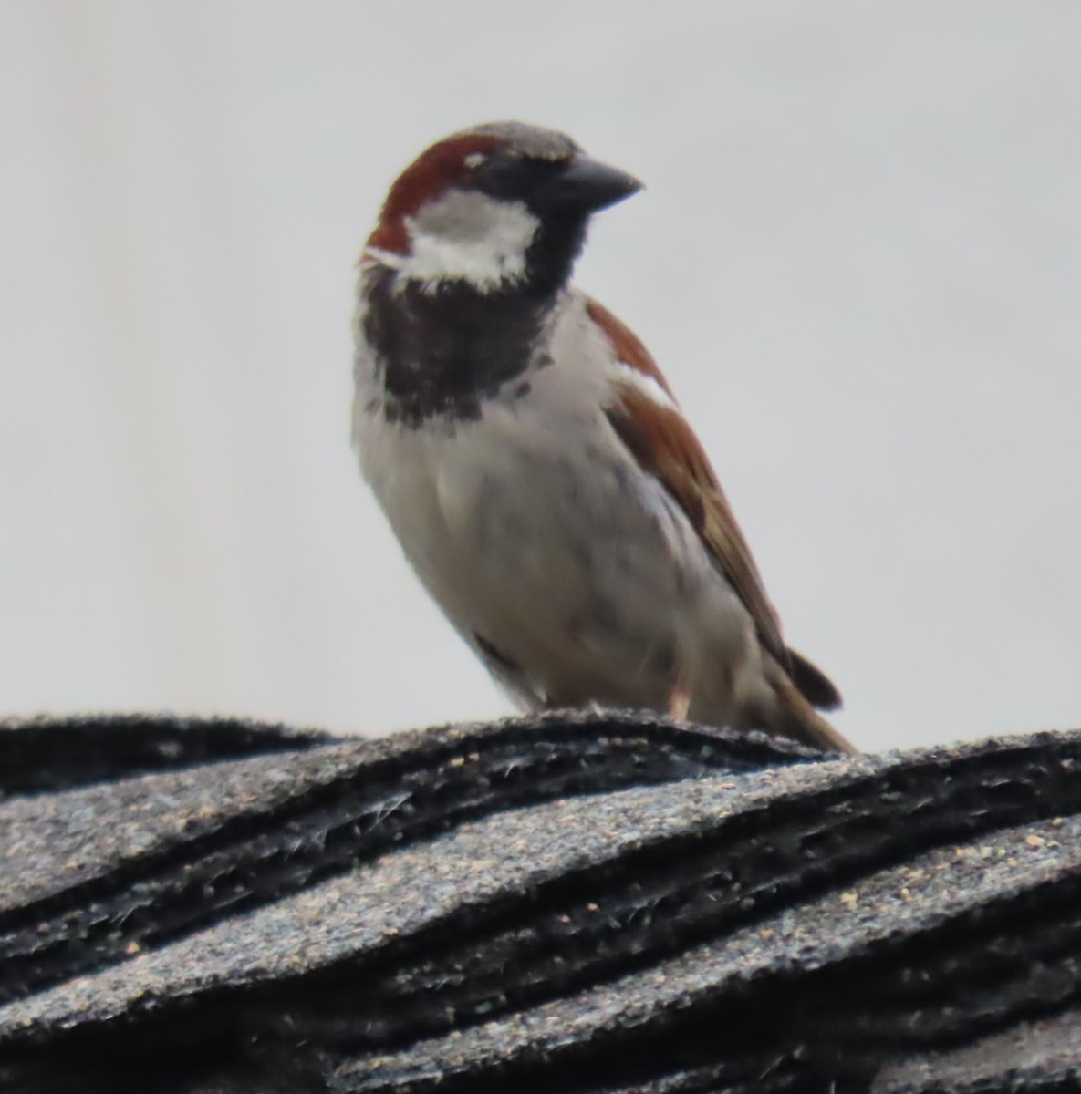 House Sparrow - ML619891018