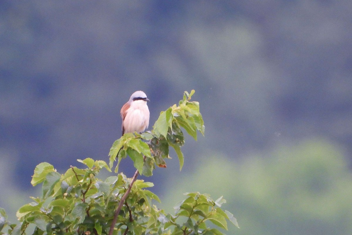 Red-backed Shrike - ML619891022