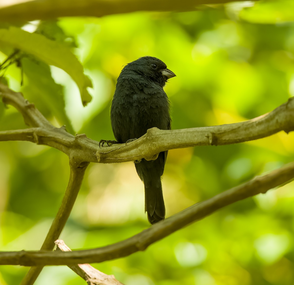 Blue Seedeater - ML619891024