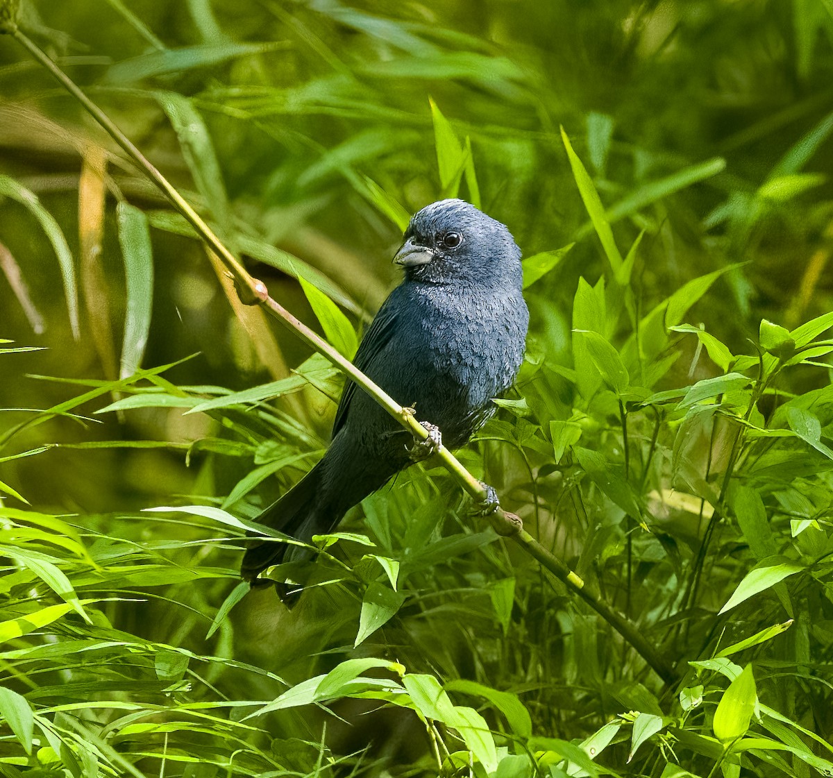 Évêque bleu - ML619891026