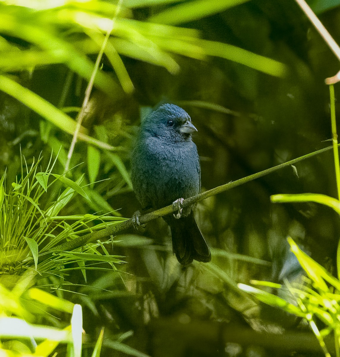 Évêque bleu - ML619891027