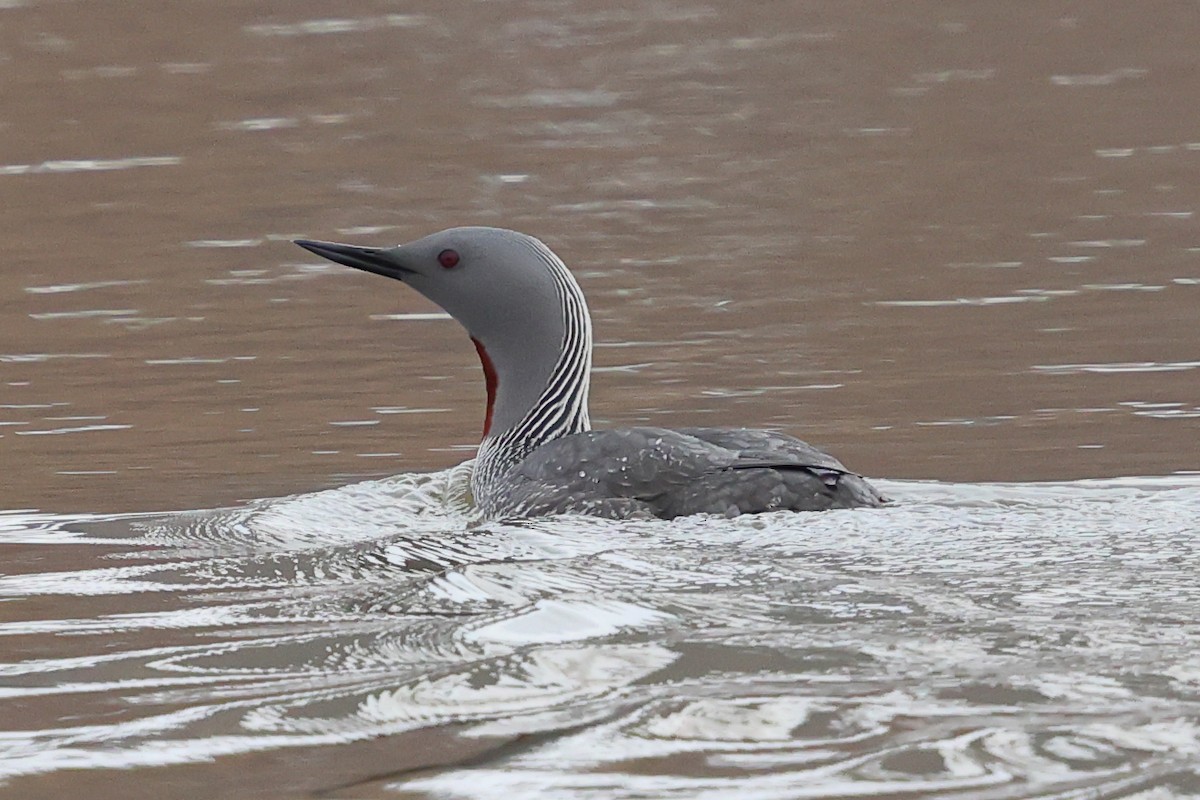 Red-throated Loon - ML619891029