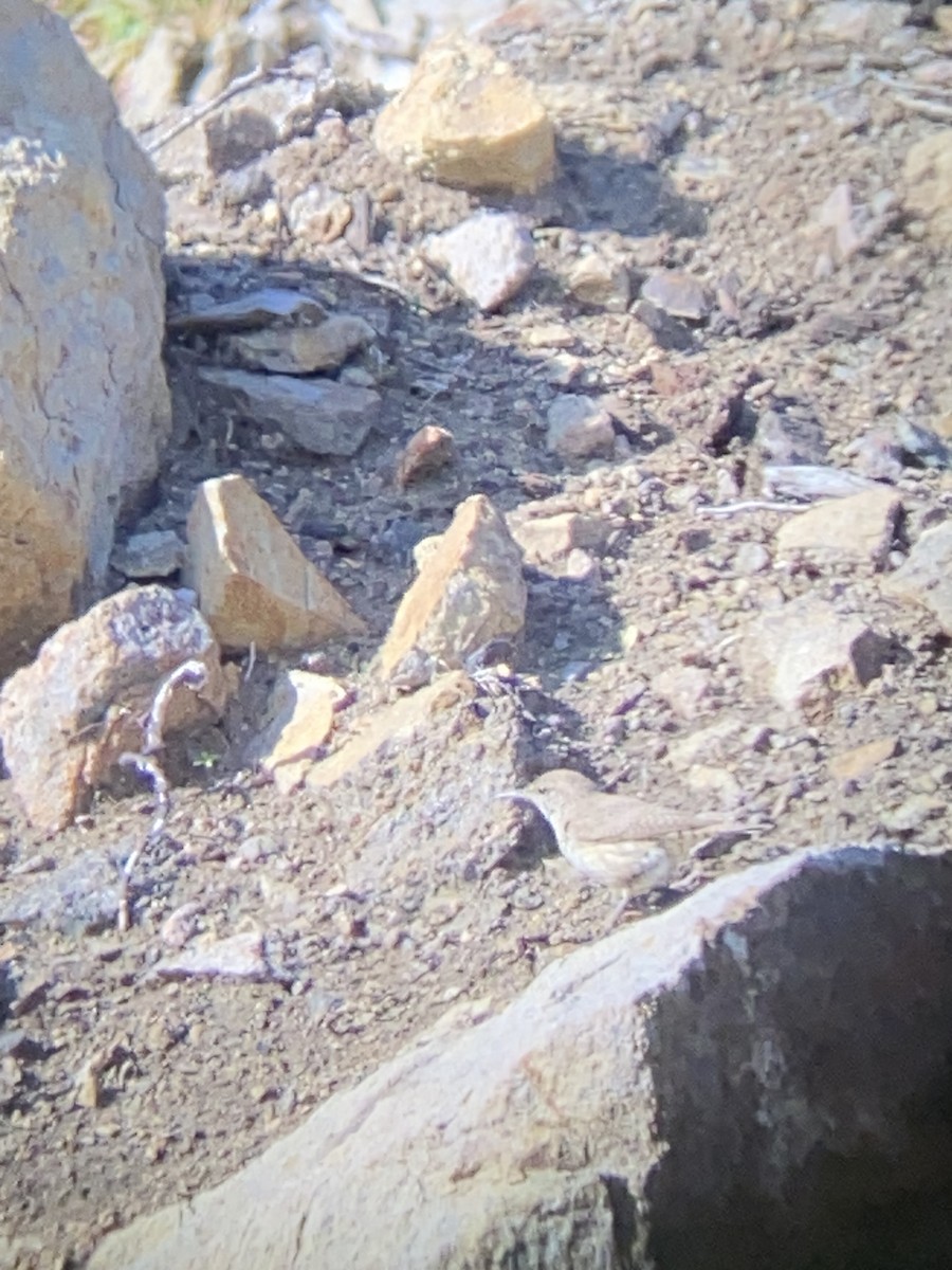 Rock Wren - ML619891044