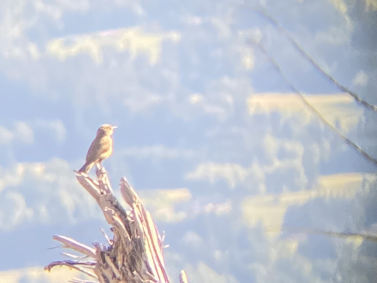 Rock Wren - ML619891045