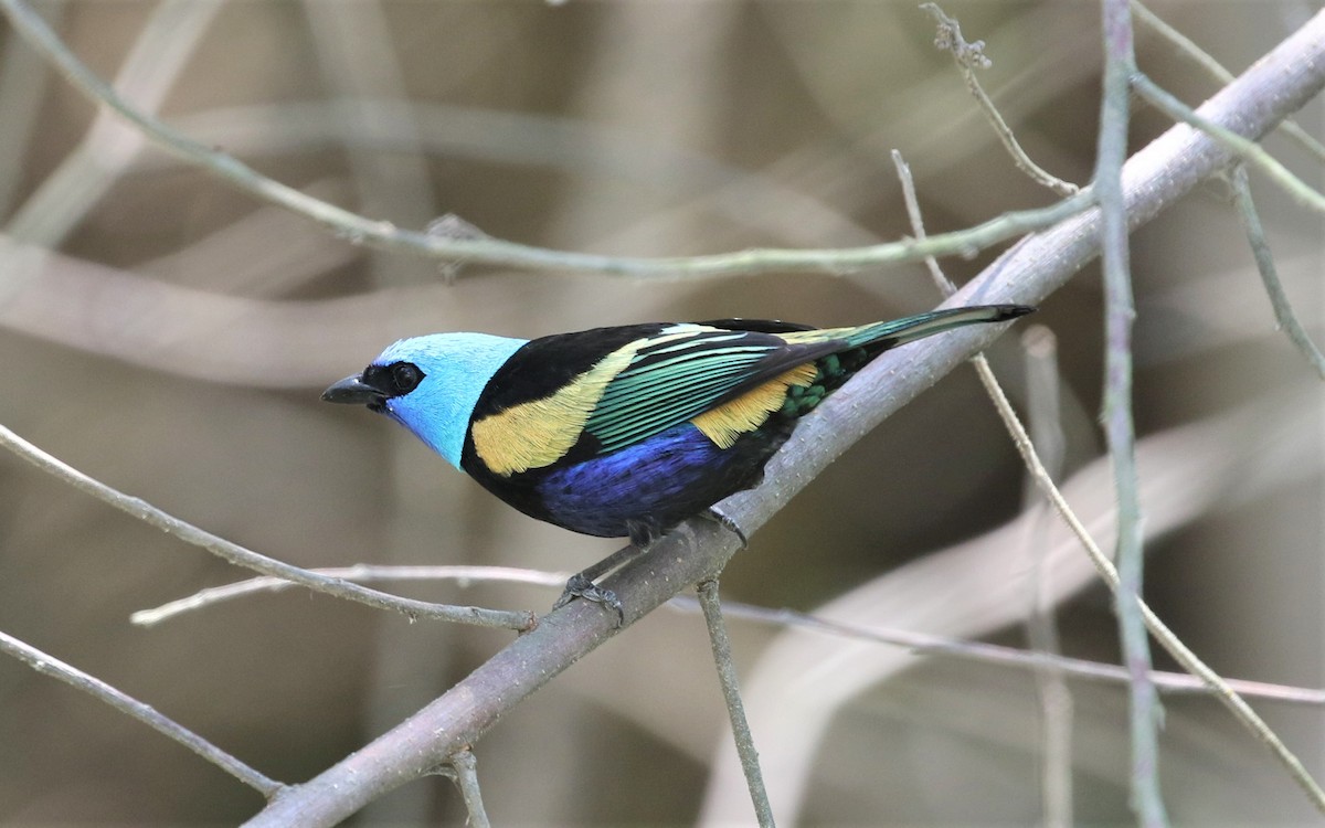 Blue-necked Tanager - ML619891047