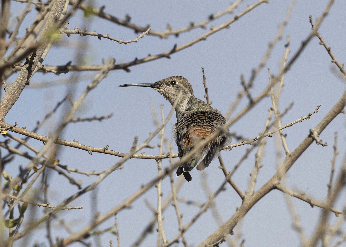 Colibrí del Atacama - ML619891049