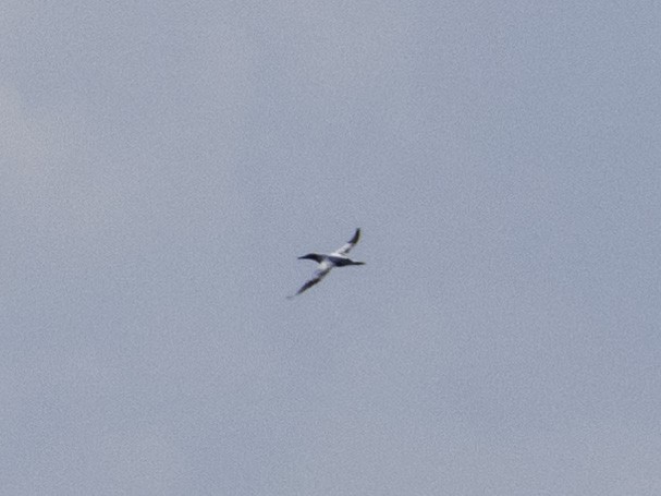 Northern Gannet - ML619891066