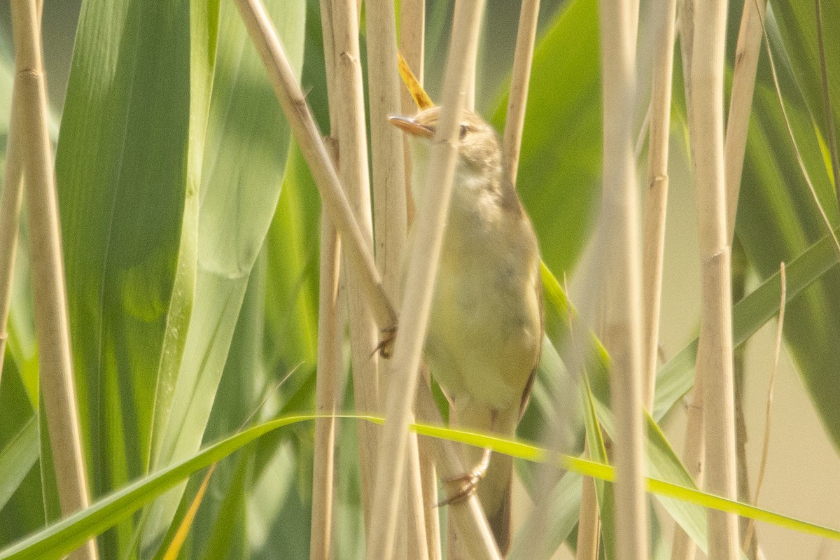 Marsh Warbler - ML619891070