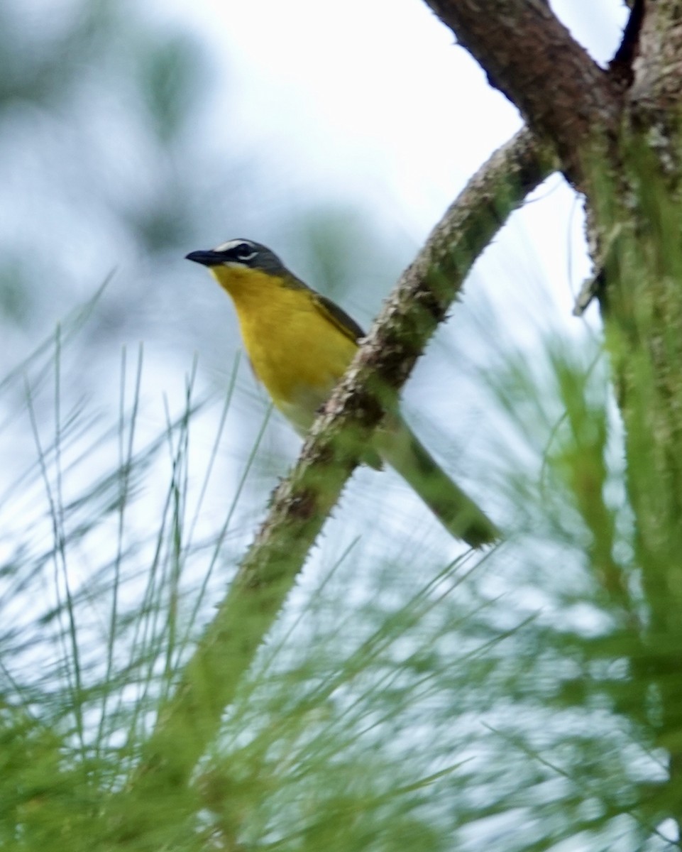 Yellow-breasted Chat - ML619891084