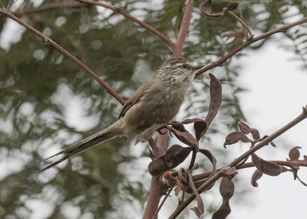 Plain-mantled Tit-Spinetail (grisescens) - VERONICA ARAYA GARCIA