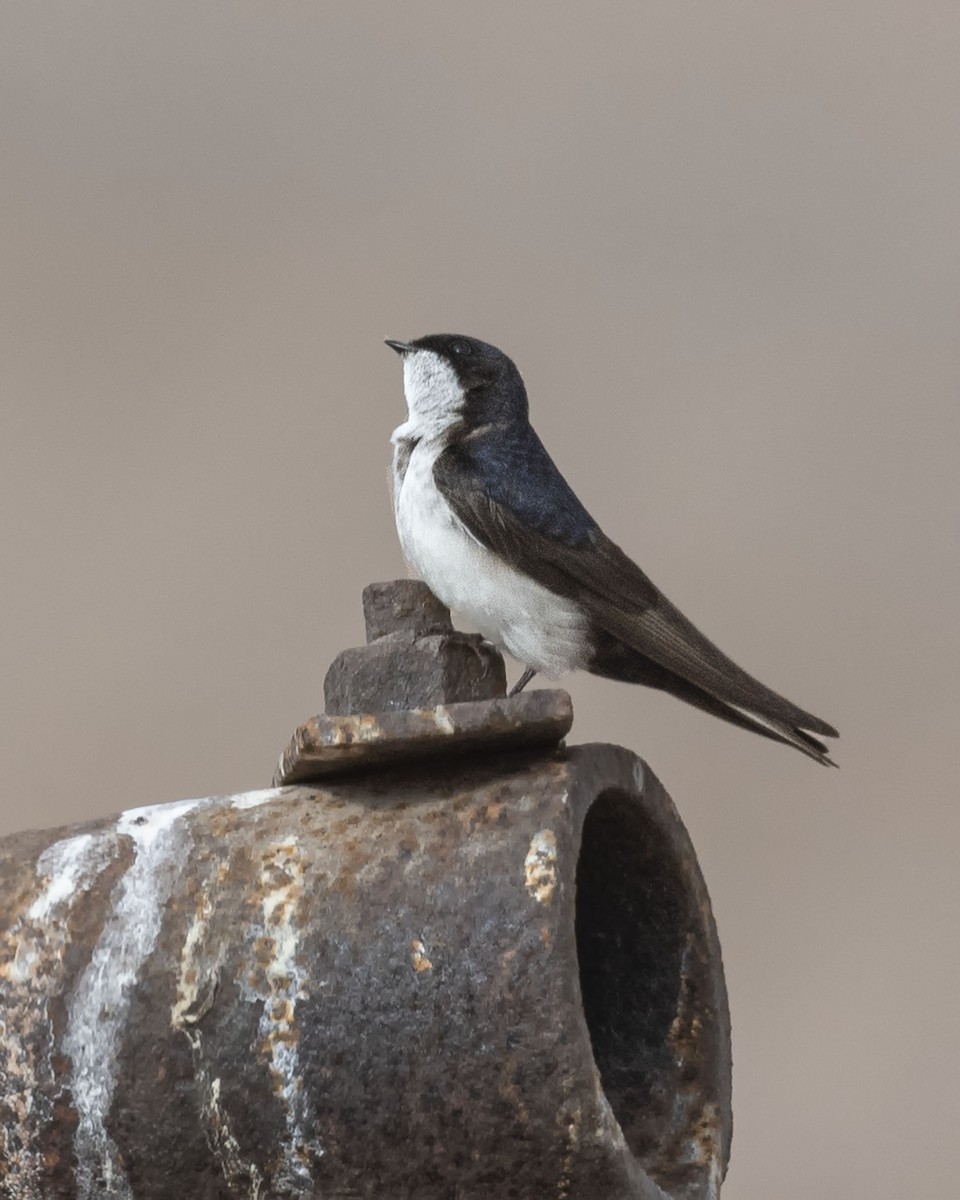 Blue-and-white Swallow - ML619891120