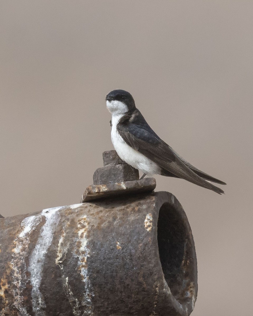 Blue-and-white Swallow - ML619891121