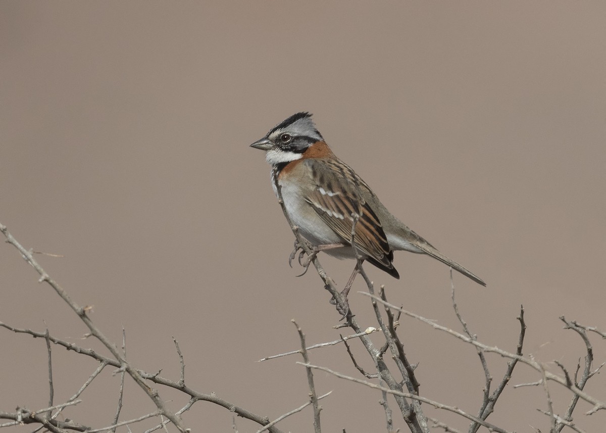 Rufous-collared Sparrow - ML619891129