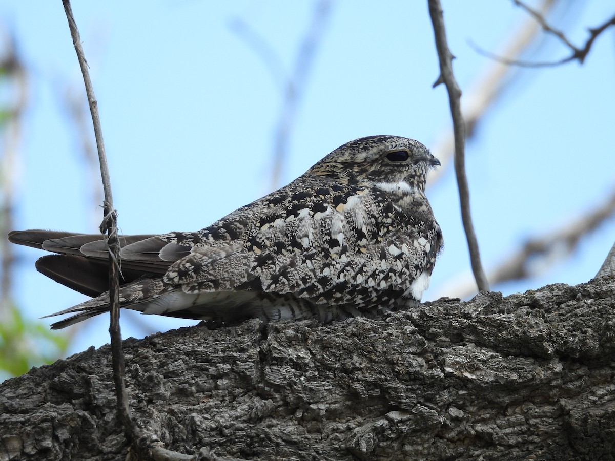 Common Nighthawk - ML619891136