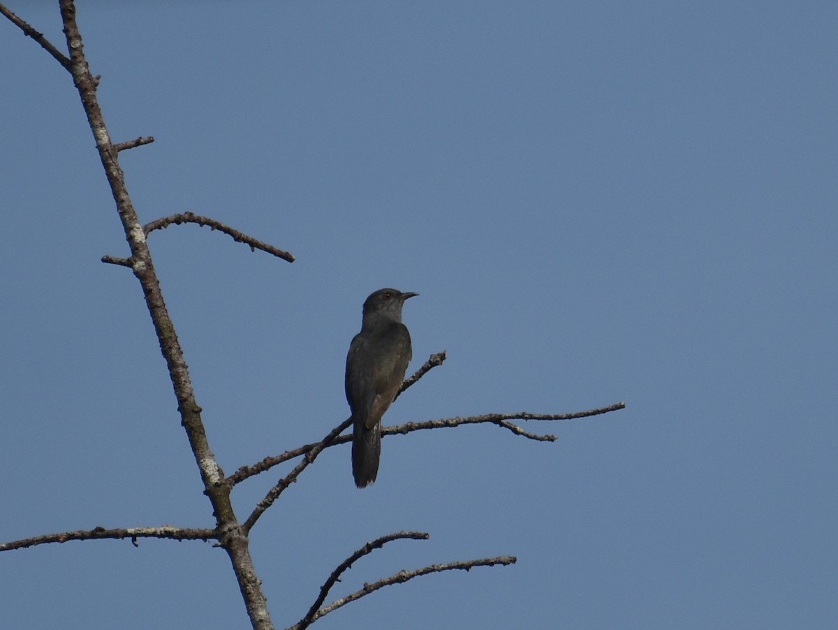 Gray-bellied Cuckoo - ML619891140