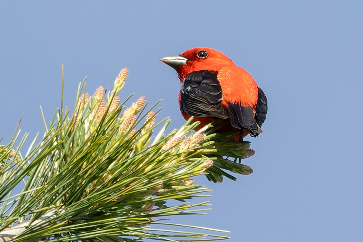 Scarlet Tanager - ML619891159