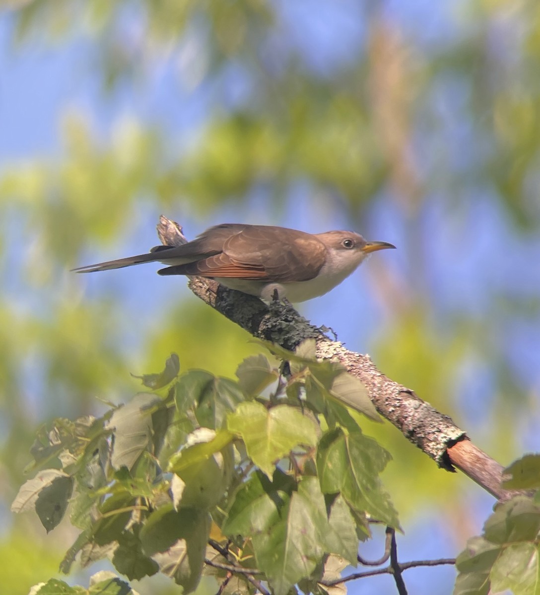 Yellow-billed Cuckoo - ML619891171