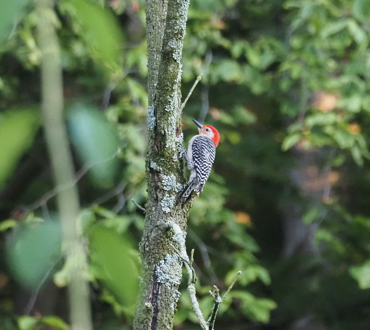 Red-bellied Woodpecker - ML619891196