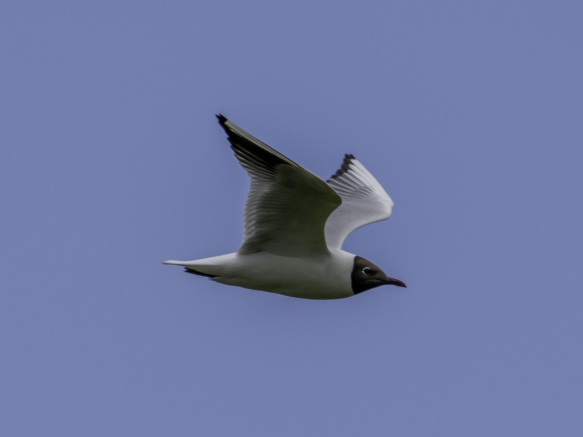 Озёрная чайка - ML619891200