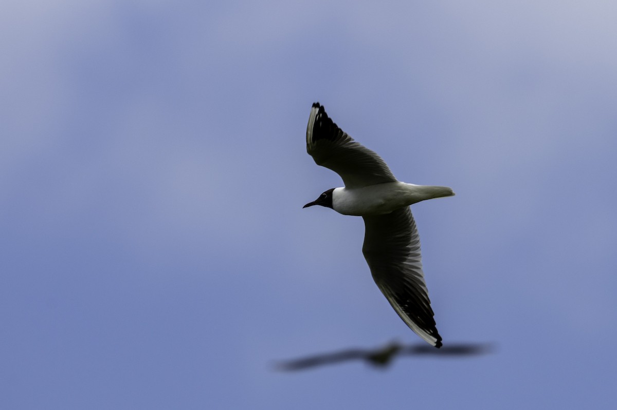 Mouette rieuse - ML619891202