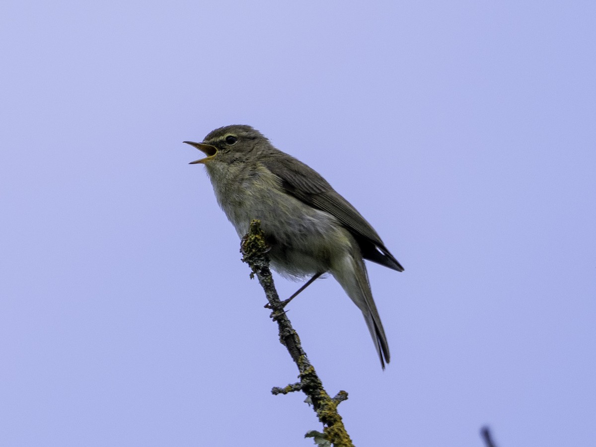 Mosquitero Común - ML619891205