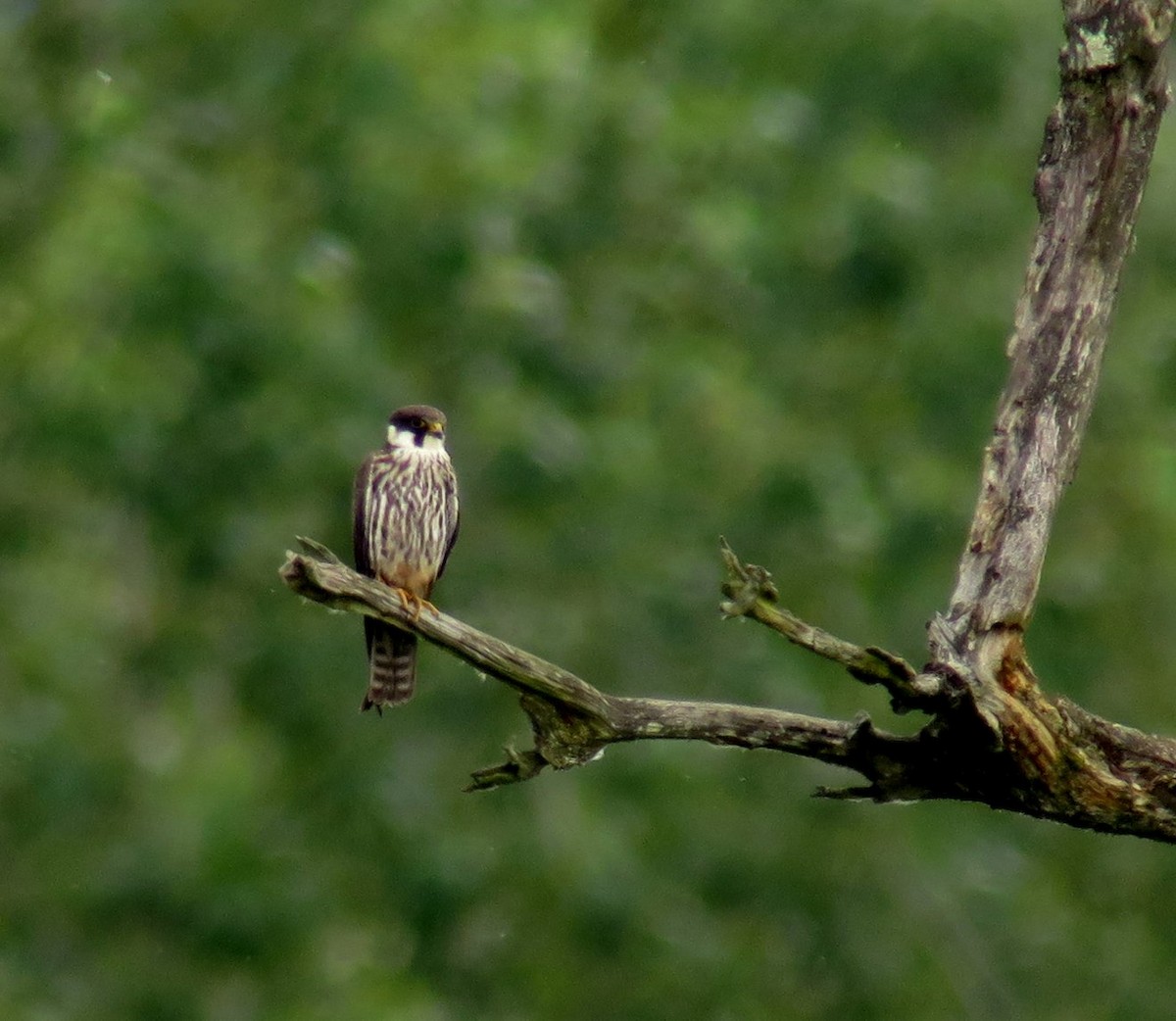 Eurasian Hobby - ML619891208