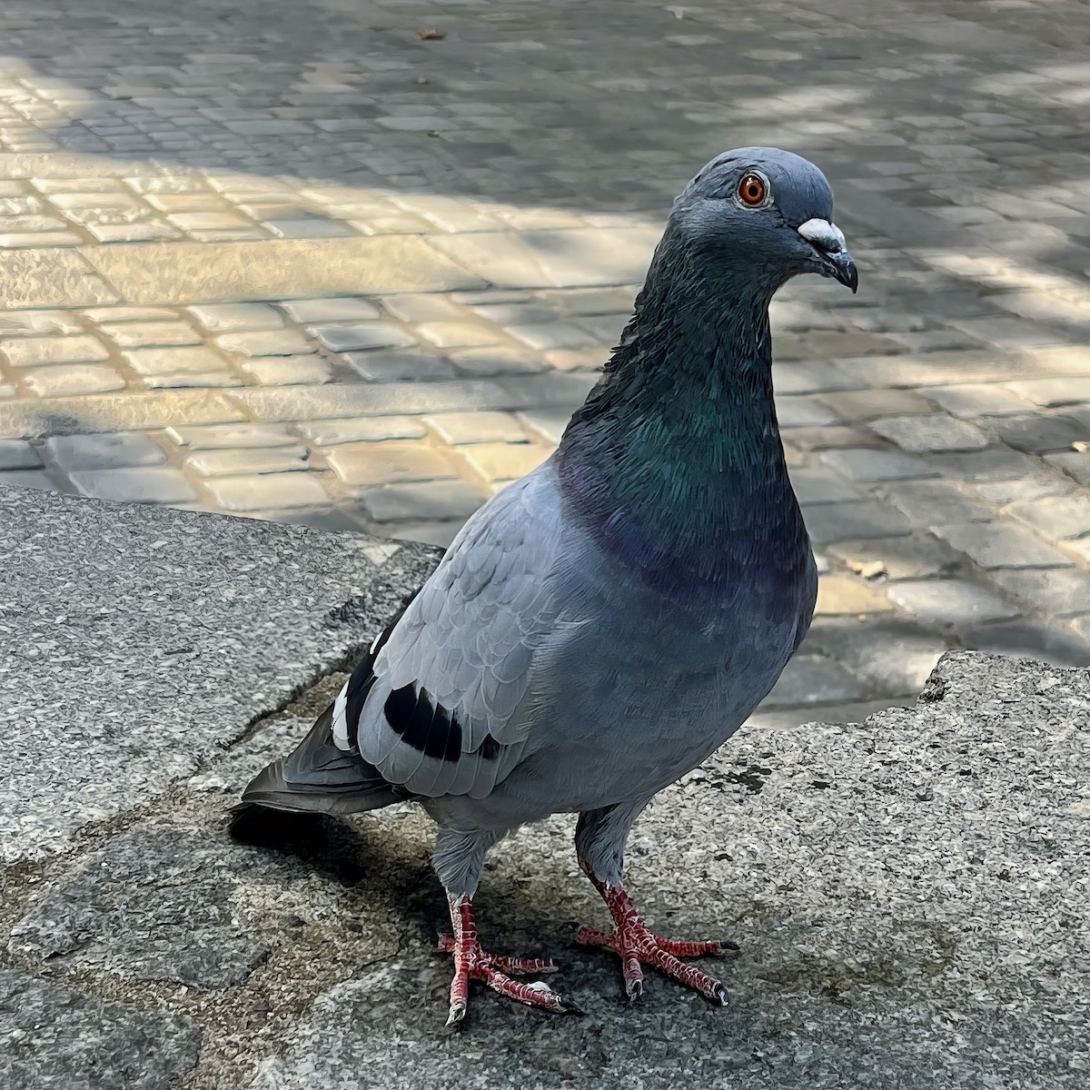 Rock Pigeon (Feral Pigeon) - ML619891209