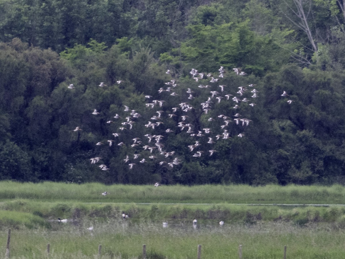 Common Redshank - ML619891213