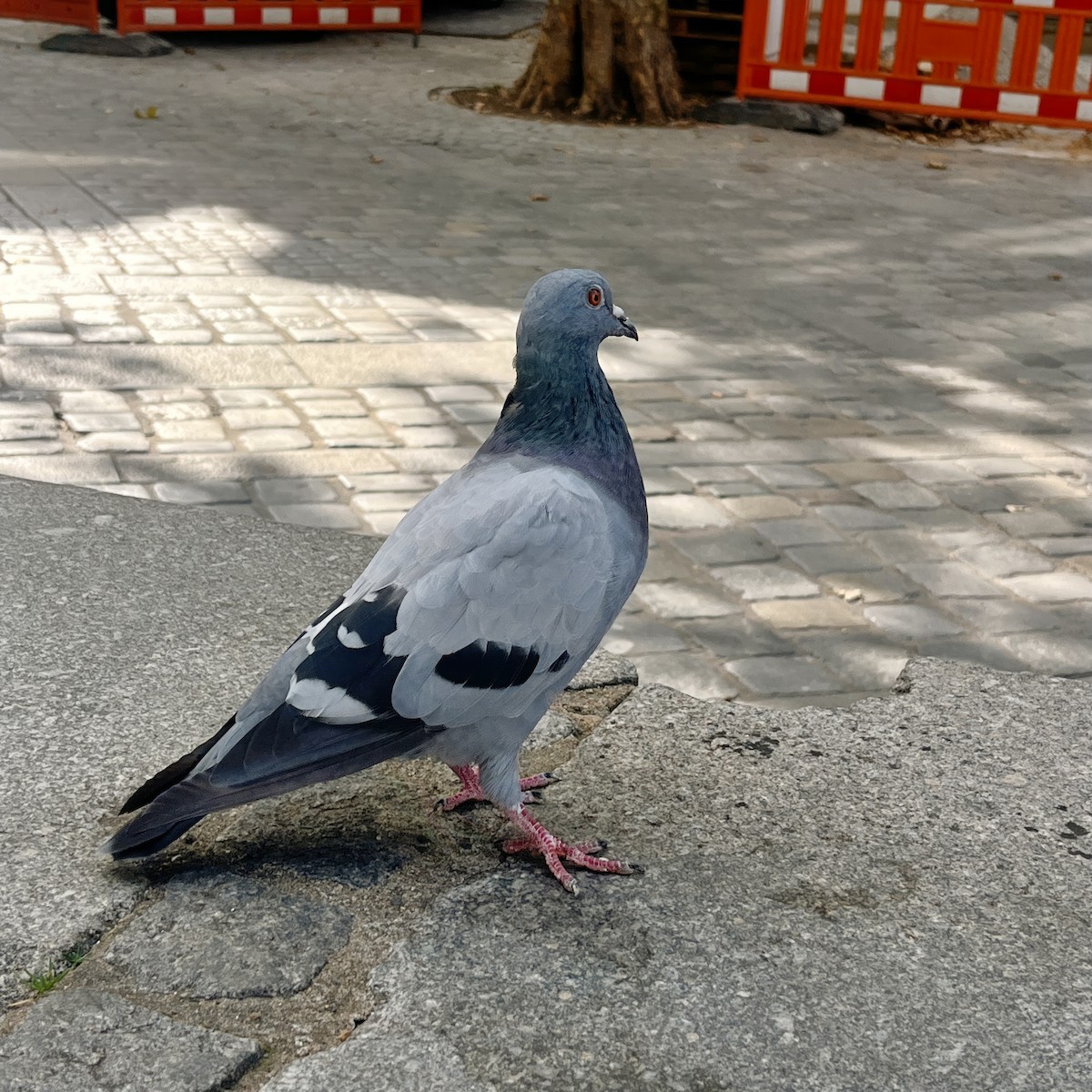Pigeon biset (forme domestique) - ML619891214