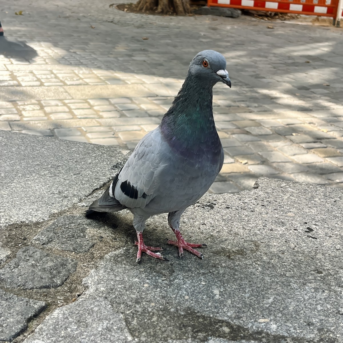 Rock Pigeon (Feral Pigeon) - ML619891215
