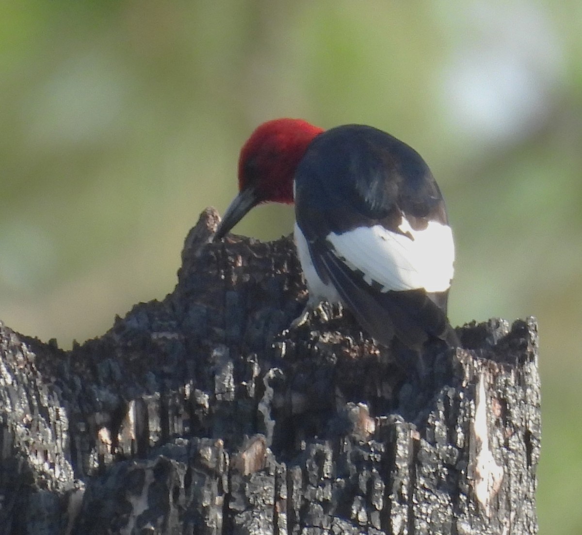 Red-headed Woodpecker - ML619891220