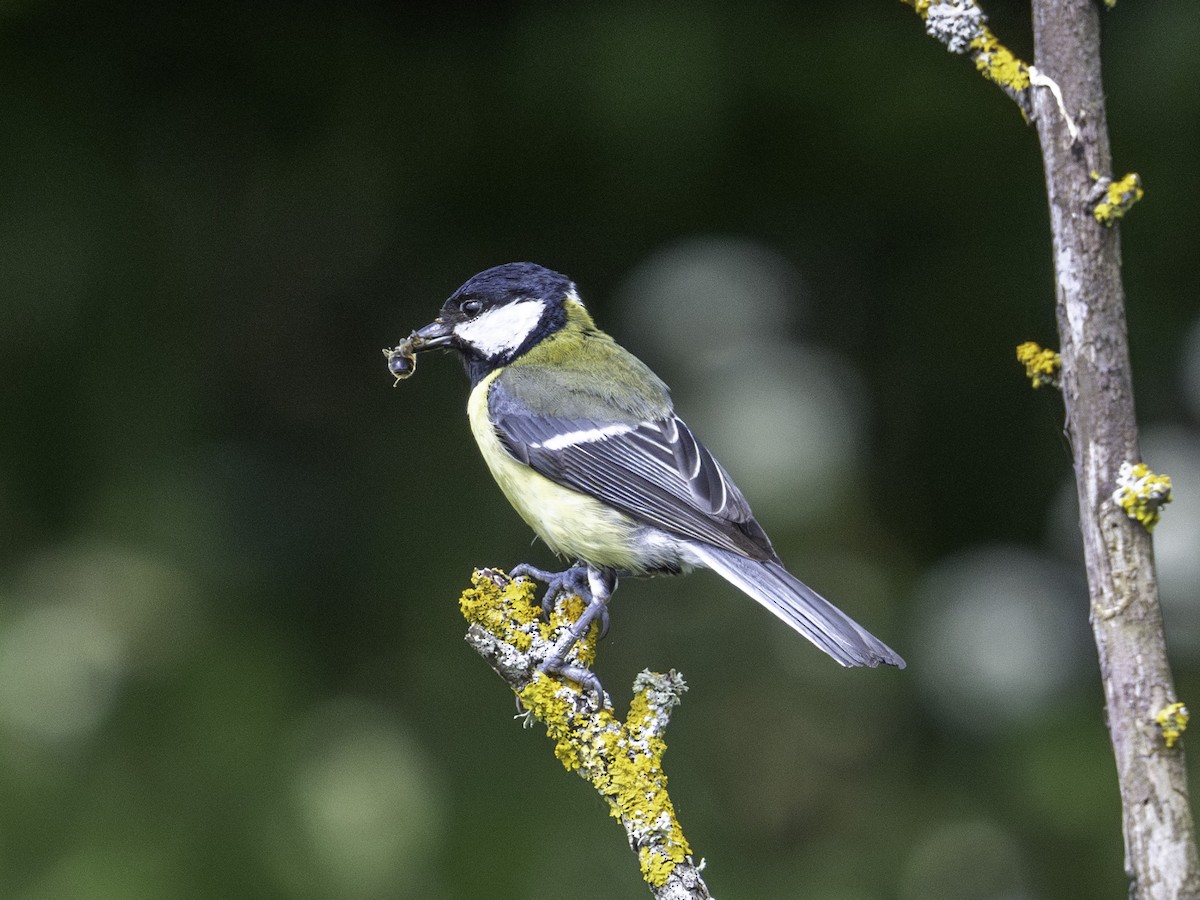 Mésange charbonnière - ML619891229