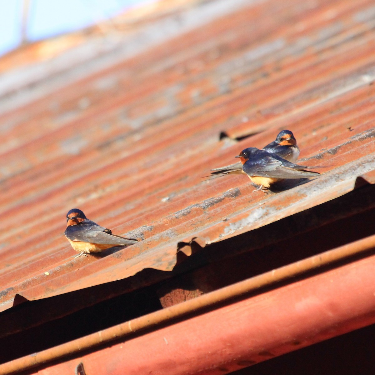 Barn Swallow - ML619891233