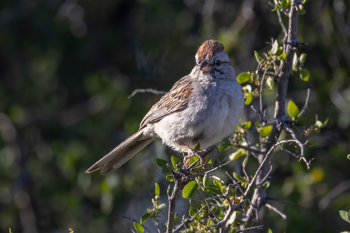 Rufous-winged Sparrow - ML619891237