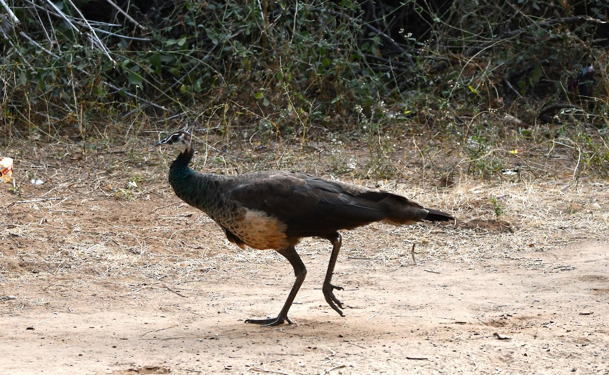 Indian Peafowl - ML619891238