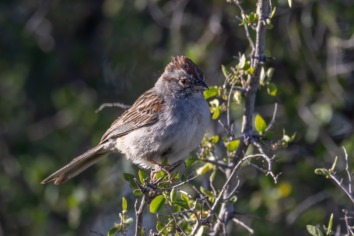 Rufous-winged Sparrow - ML619891245