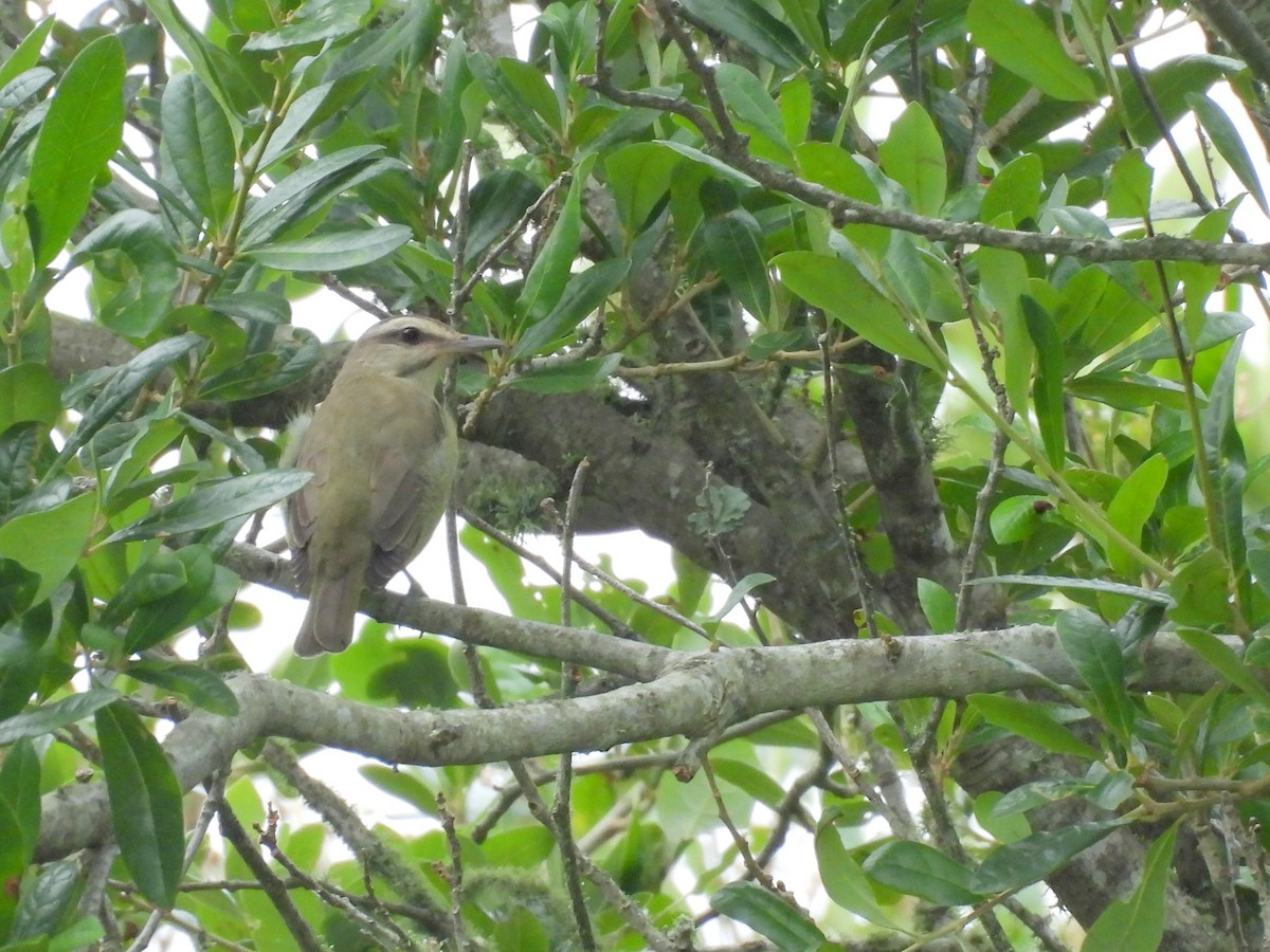 Black-whiskered Vireo - ML619891246