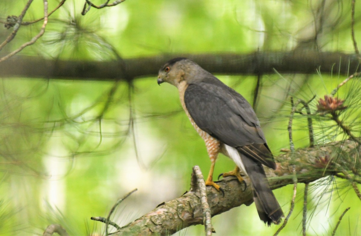 Cooper's Hawk - ML619891252